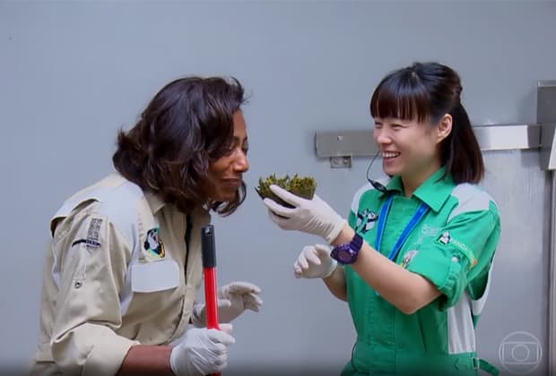 No "Globo Repórter", Glória Maria cheira cocô de Panda e vira meme