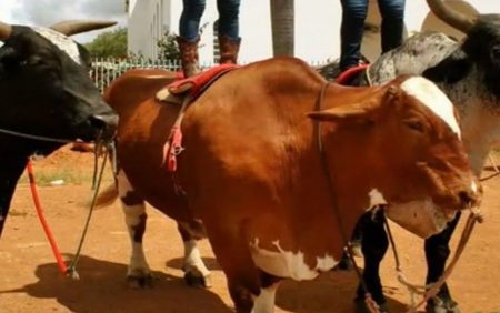 Boi que contracenou com Bruna Marquezine em novela é roubado e vira churrasco