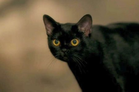 “O Sétimo Guardião”: Léon fica em choque ao encontrar Neide