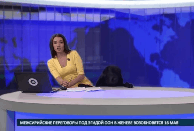Cachorro escapa do dono, invade telejornal e âncora fica em choque