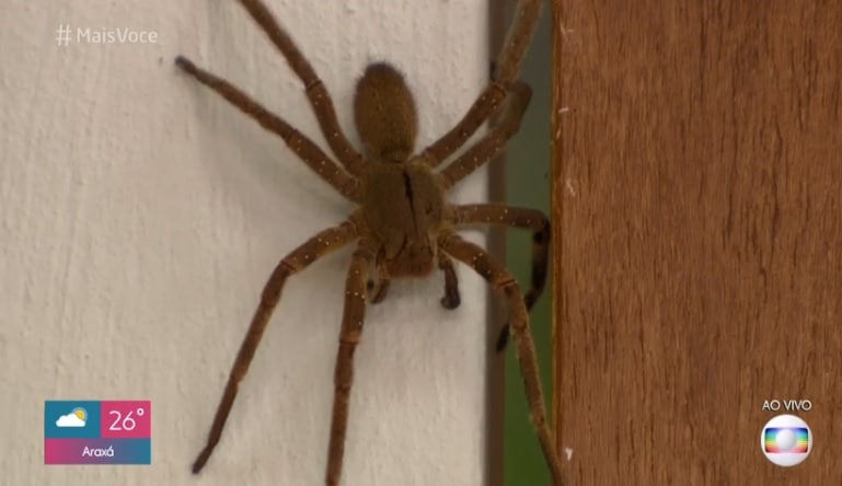 Aranha gigante surge no Mais Você e deixa a web assustada