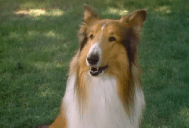 SBT dá audiência de bandeja para a Band com Lassie e Rin Tin Tin
