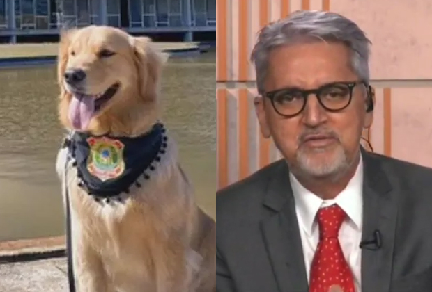GloboNews entrevista cadela da Polícia Legislativa e comentarista de política late ao vivo