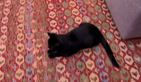 Gato de O Sétimo Guardião esnoba Ana Furtado e Manoel Soares ao vivo