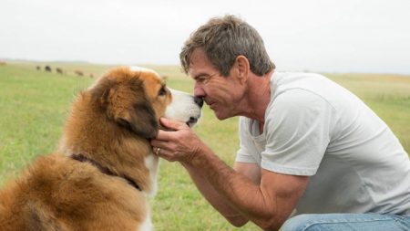 Filme da Sessão da Tarde de Segunda (21/02): Quatro Vidas De Um Cachorro