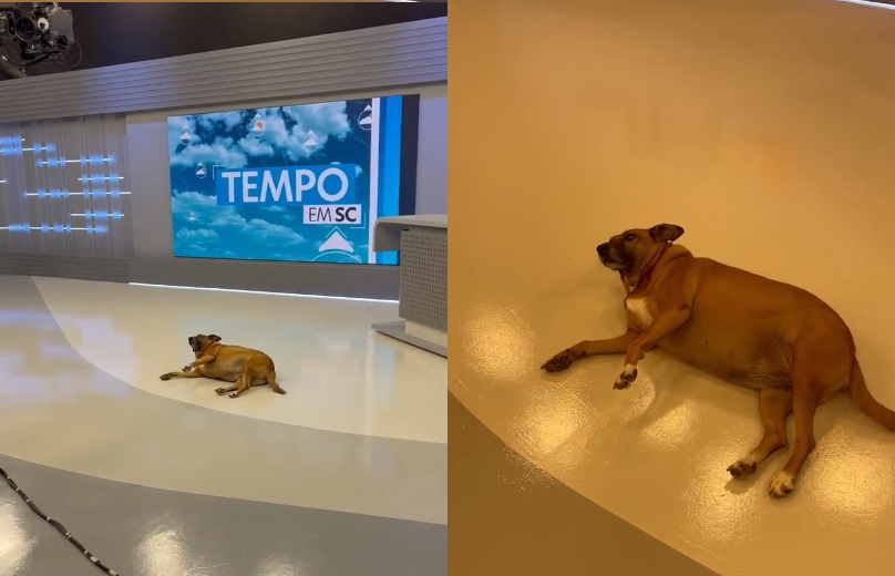 Cachorra invade estúdio da Globo para descansar no ar-condicionado
