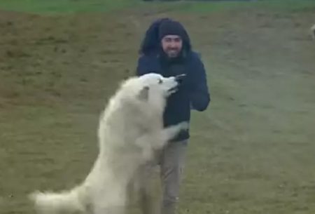 Repórter da Globo é “atacado” por cães em telejornal ao vivo e âncora reage