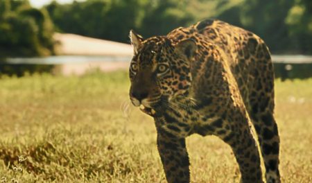 Juma vira onça e faz Pantanal alcança a melhor audiência em semanas