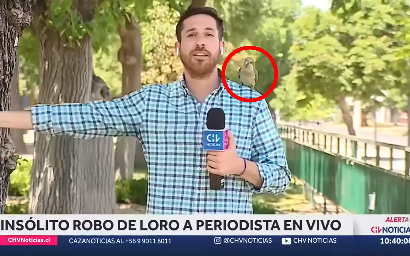 Repórter é surpreendido ao ser roubado por papagaio ao vivo