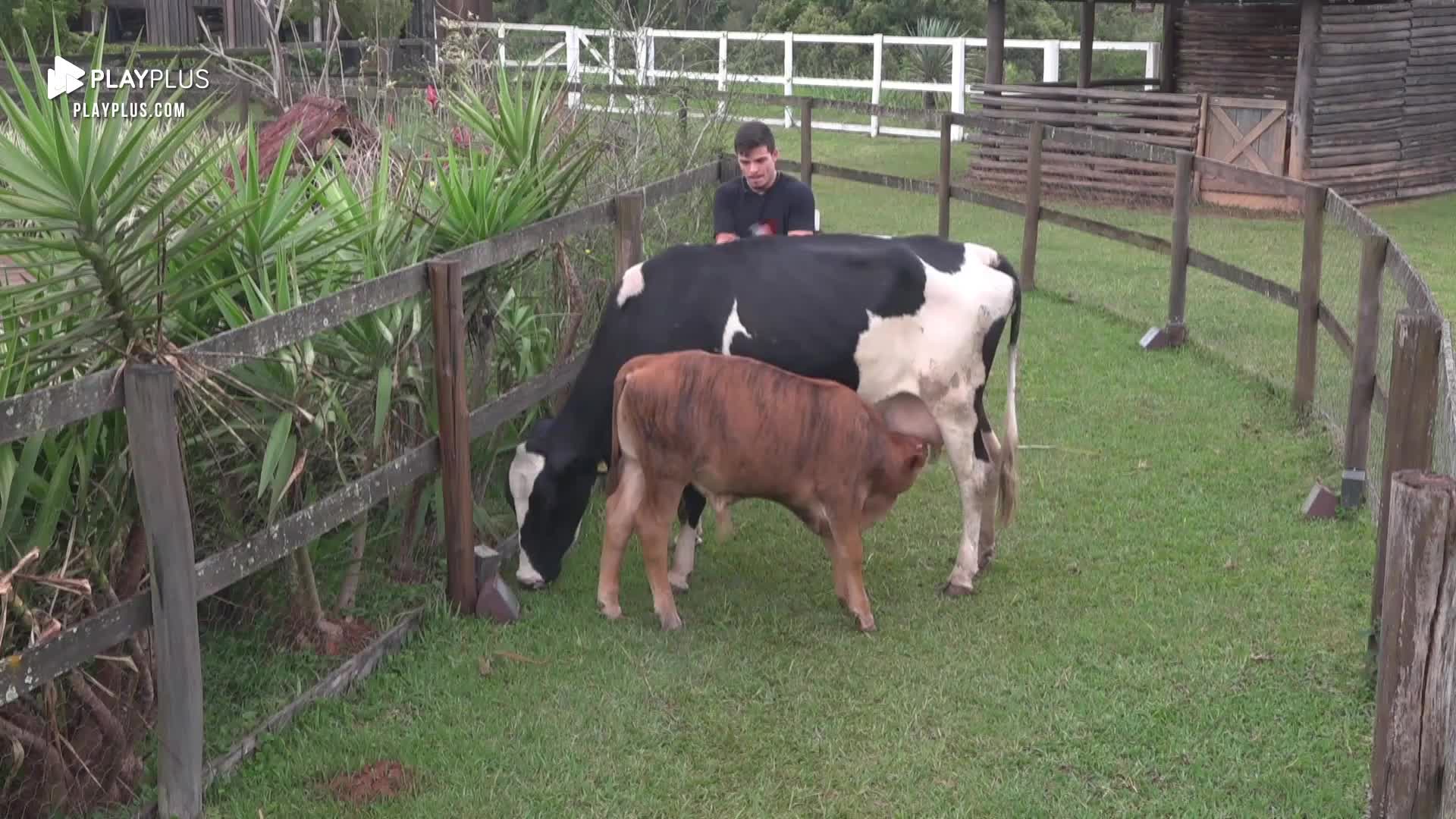 Em A Fazenda 14, Thomaz Costa passou sufoco para controlar as vacas