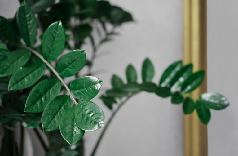 Plantas-para-deixar-perto-da-TV