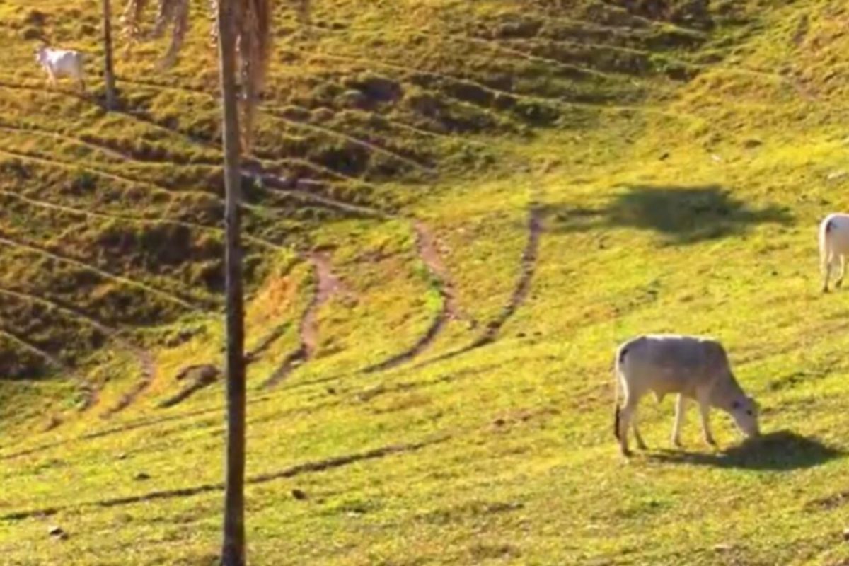 Fazenda Sérgio Reis