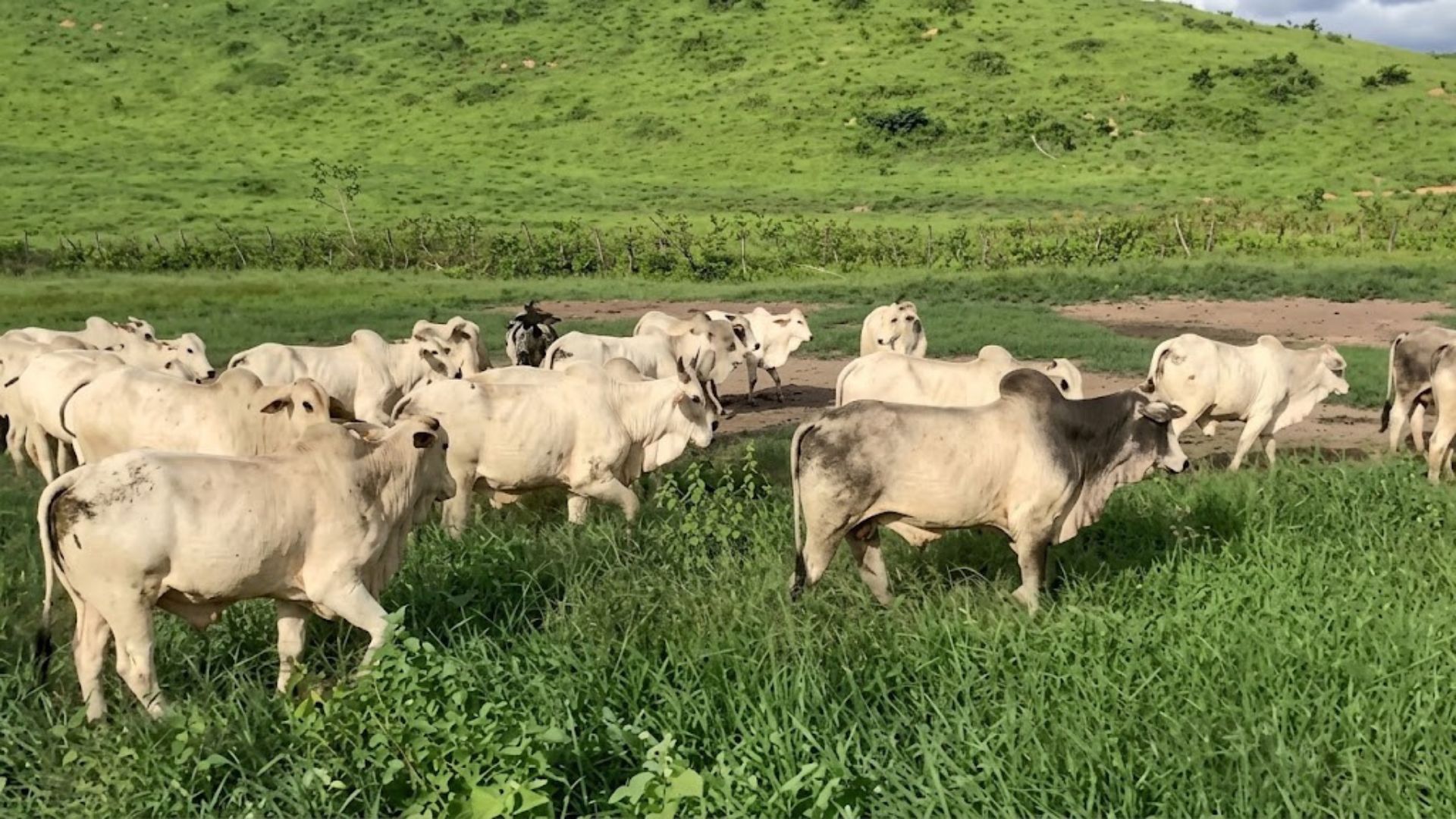 A fazenda do ex-jogador Fred