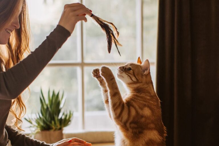 Cuidador de gato